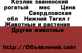Козлик зааненский рогатый 5.5 мес.  › Цена ­ 2 000 - Свердловская обл., Нижний Тагил г. Животные и растения » Другие животные   